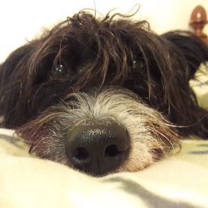 Meet your Posher, Peter